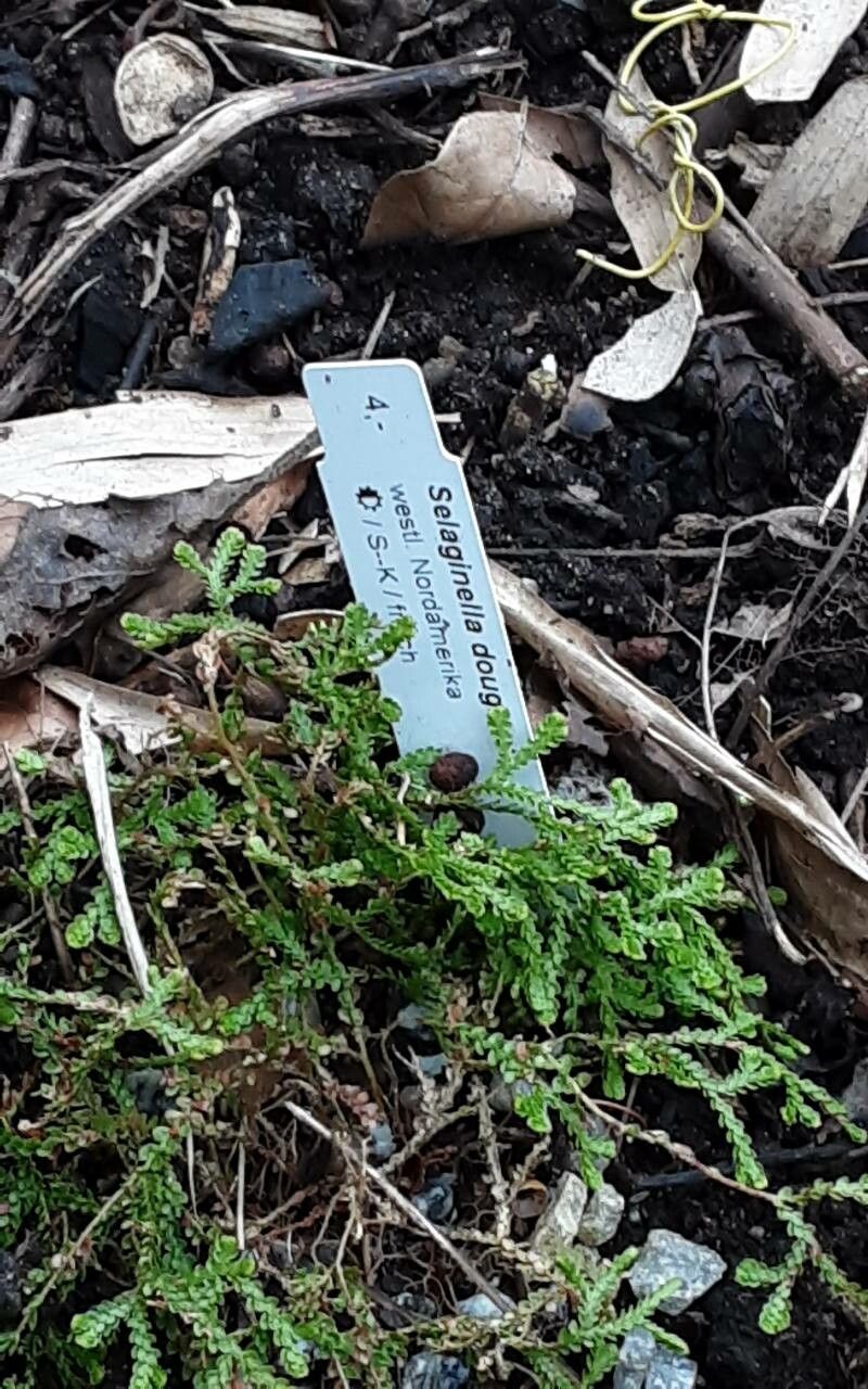 Selaginella douglasii — houseplant care guide