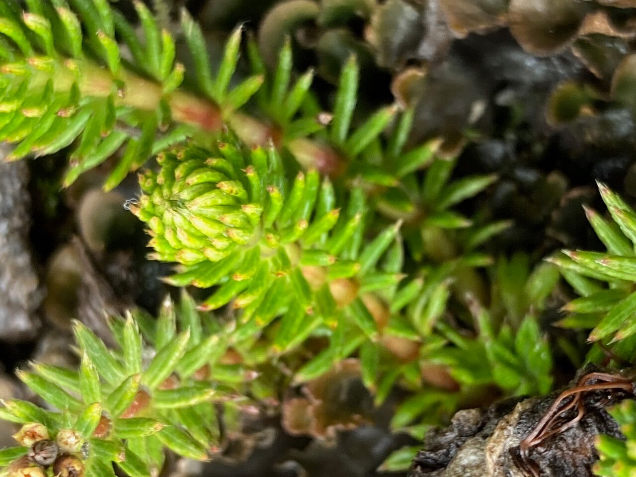 Alchemilla hispidula leaf