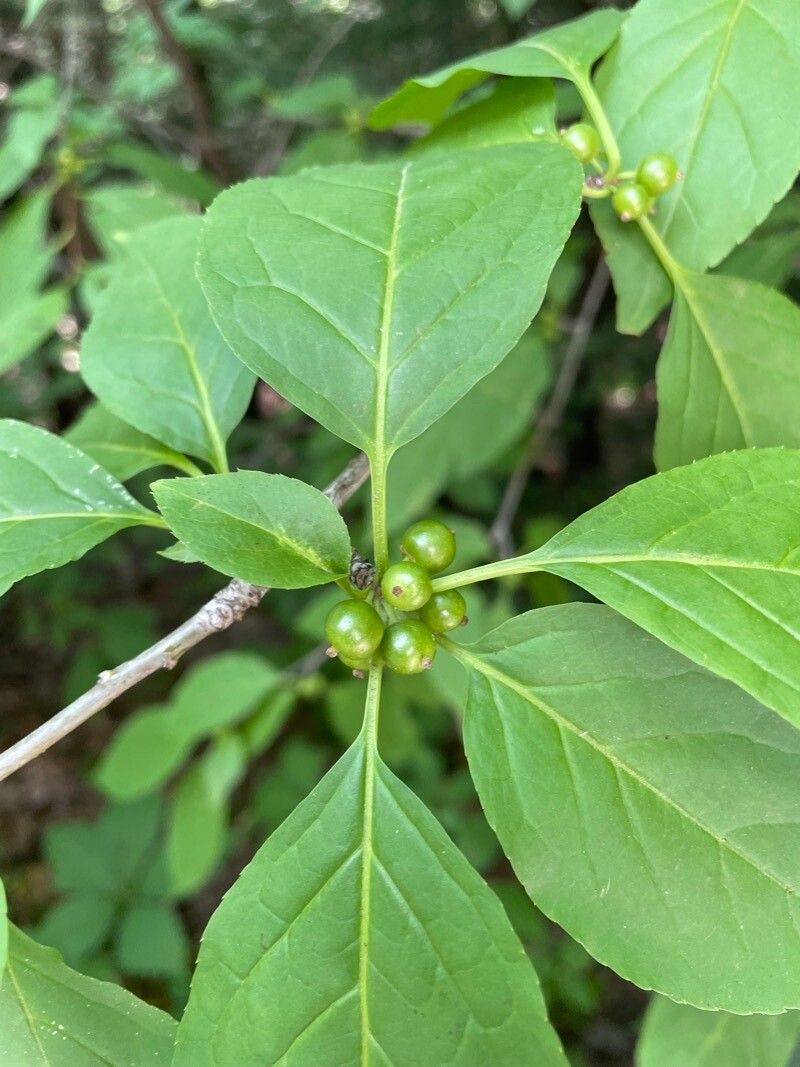 Ilex montana fruit