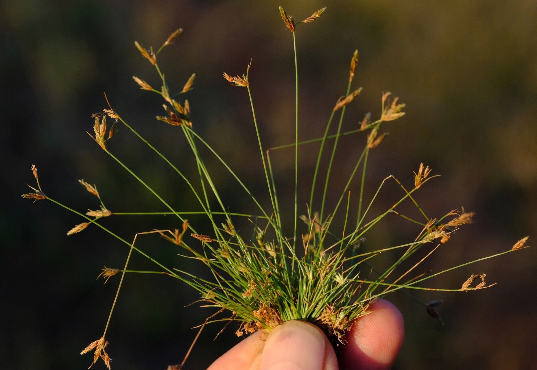 Abildgaardia triflora — related species from the same genus