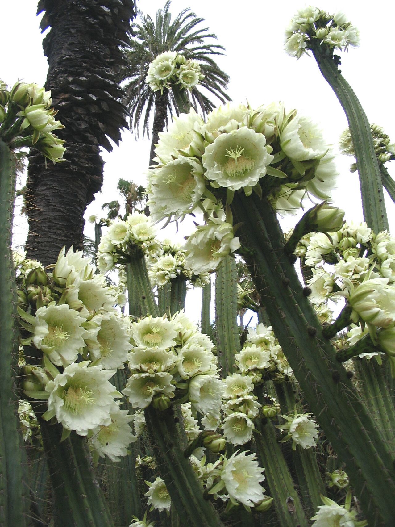 Echinopsis peruviana flower