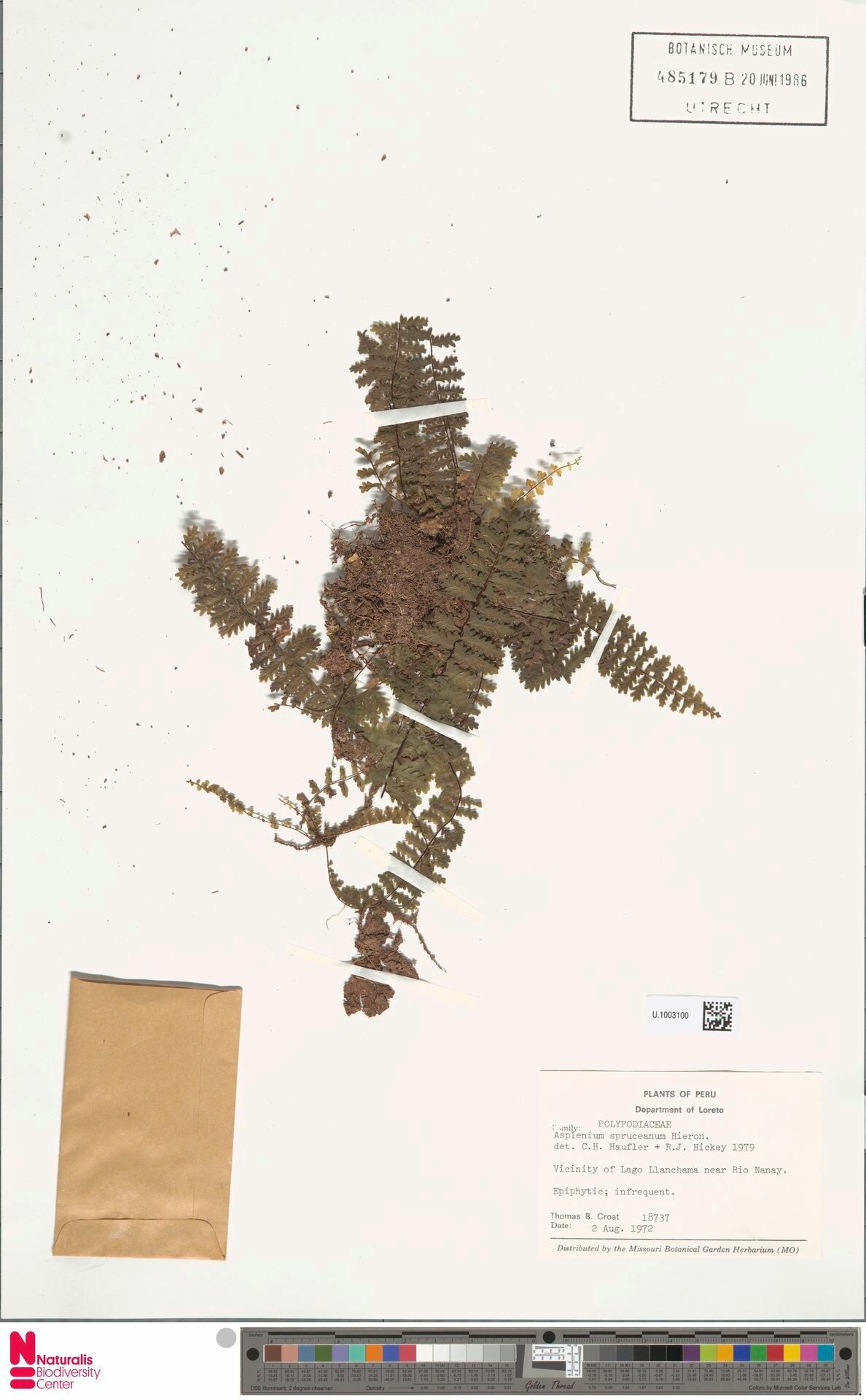 Asplenium hallii — houseplant care guide