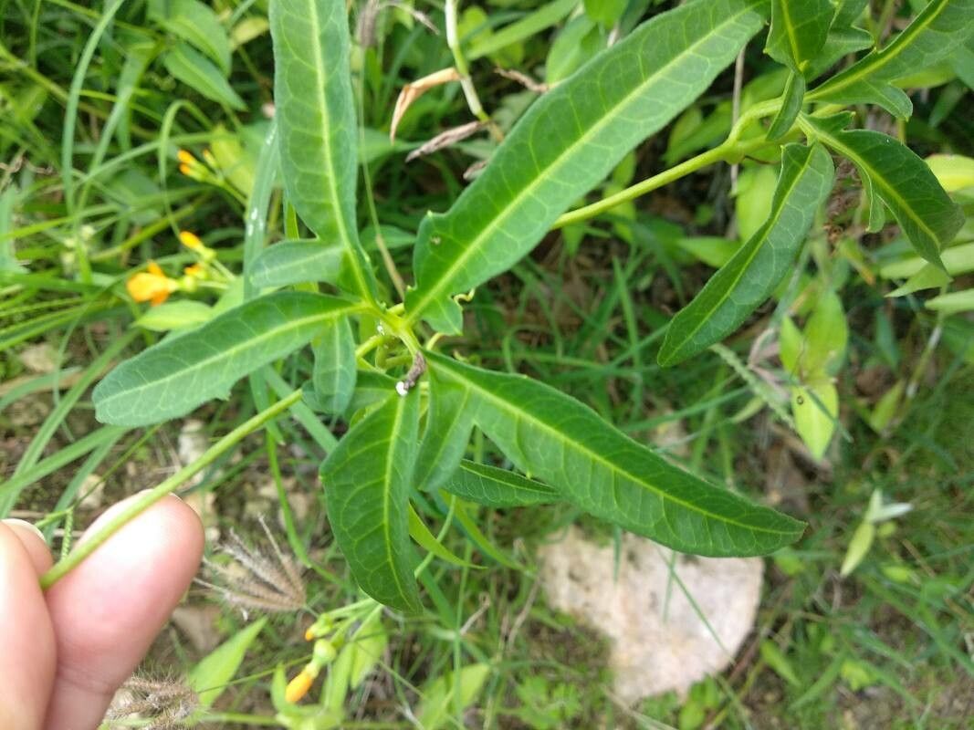 Psiguria pedata — houseplant care guide