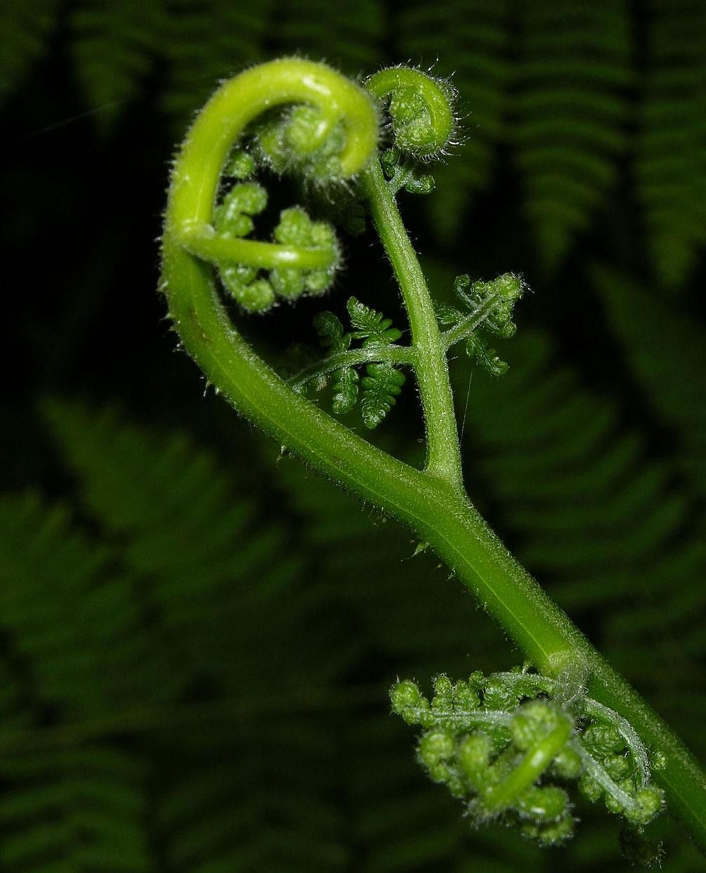 Hypolepis repens fruit