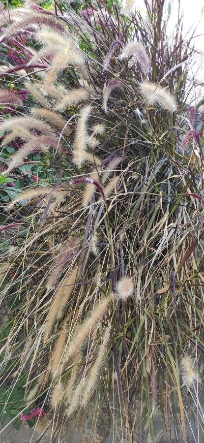 Cenchrus setaceus flower