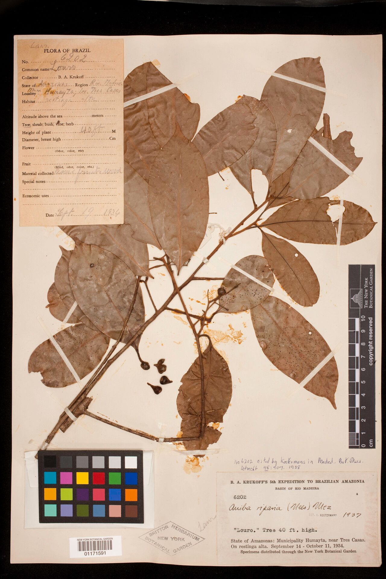 Aniba riparia — houseplant care guide