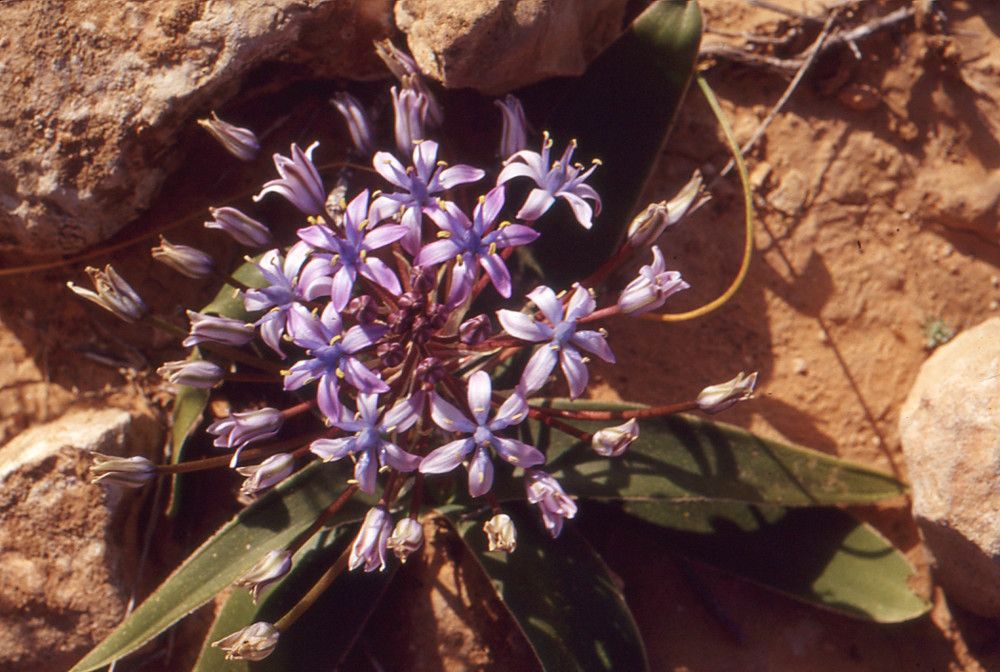 Scilla villosa flower
