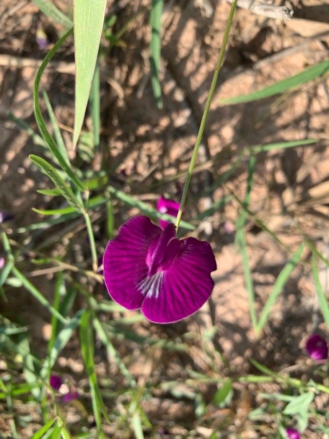 Centrosema pascuorum flower