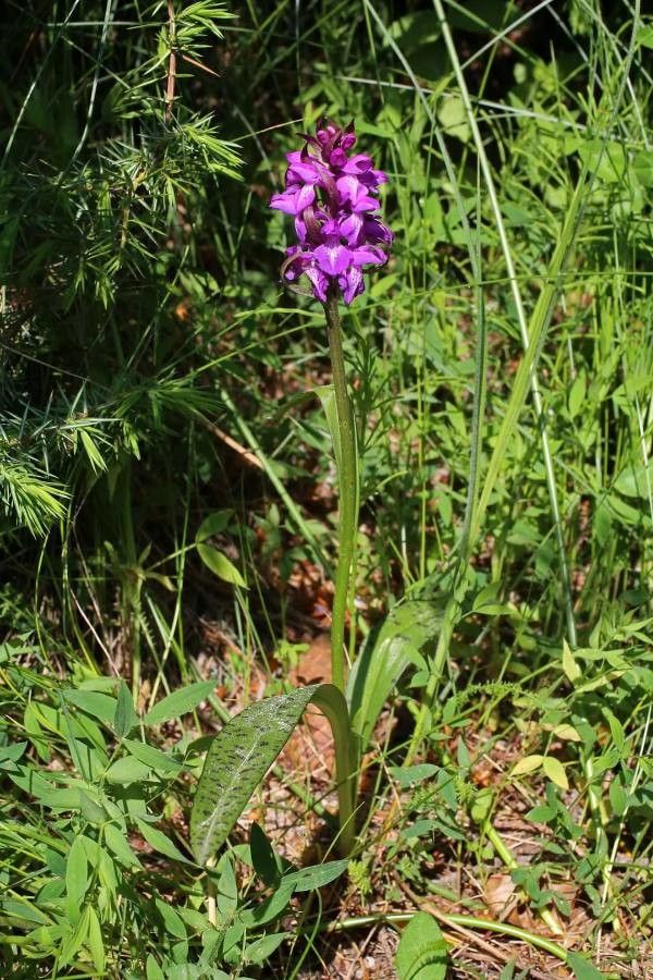 Dactylorhiza cordigera — related species from the same genus