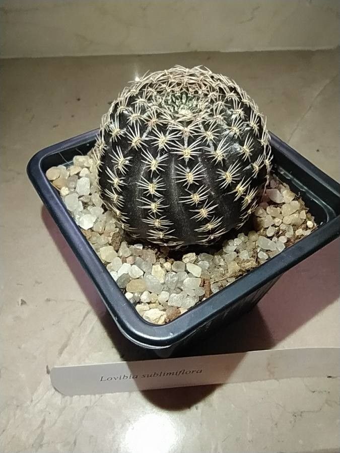 Echinopsis densispina leaf