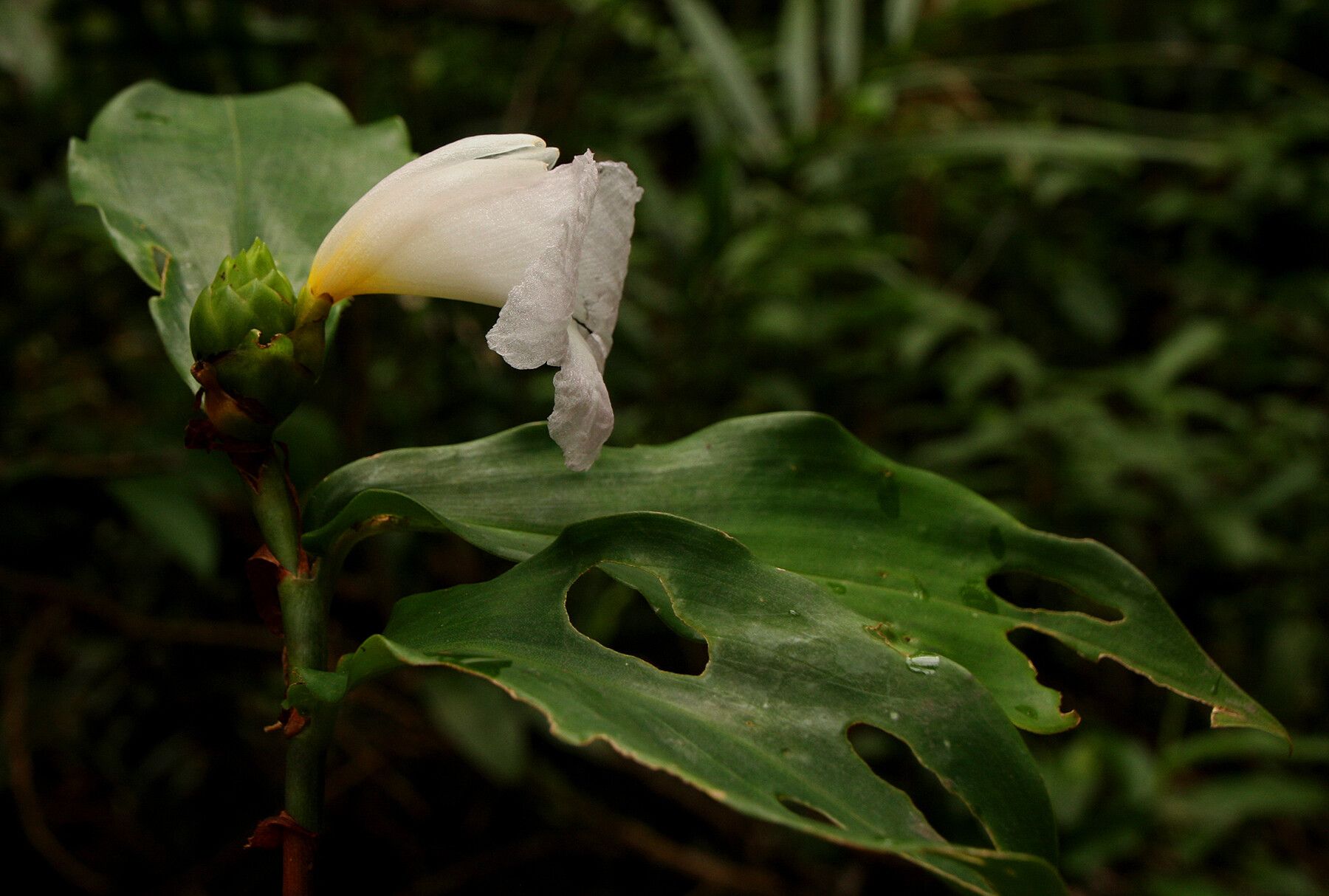 Costus phyllocephalus flower
