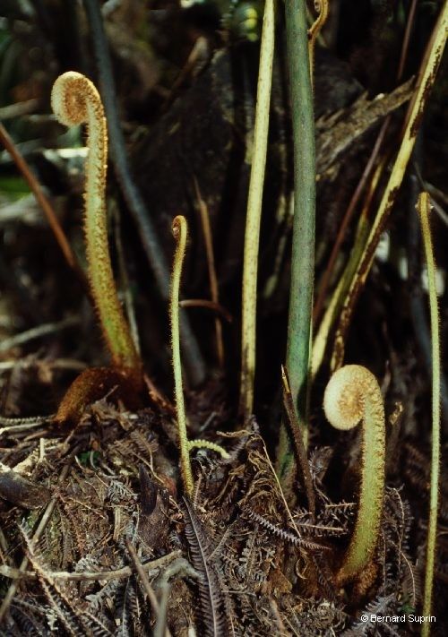 Sticherus montaguei bark