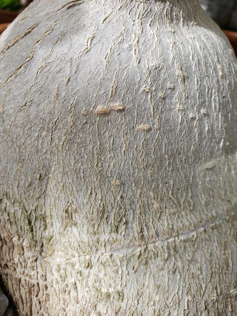 Pyrenacantha malvifolia bark