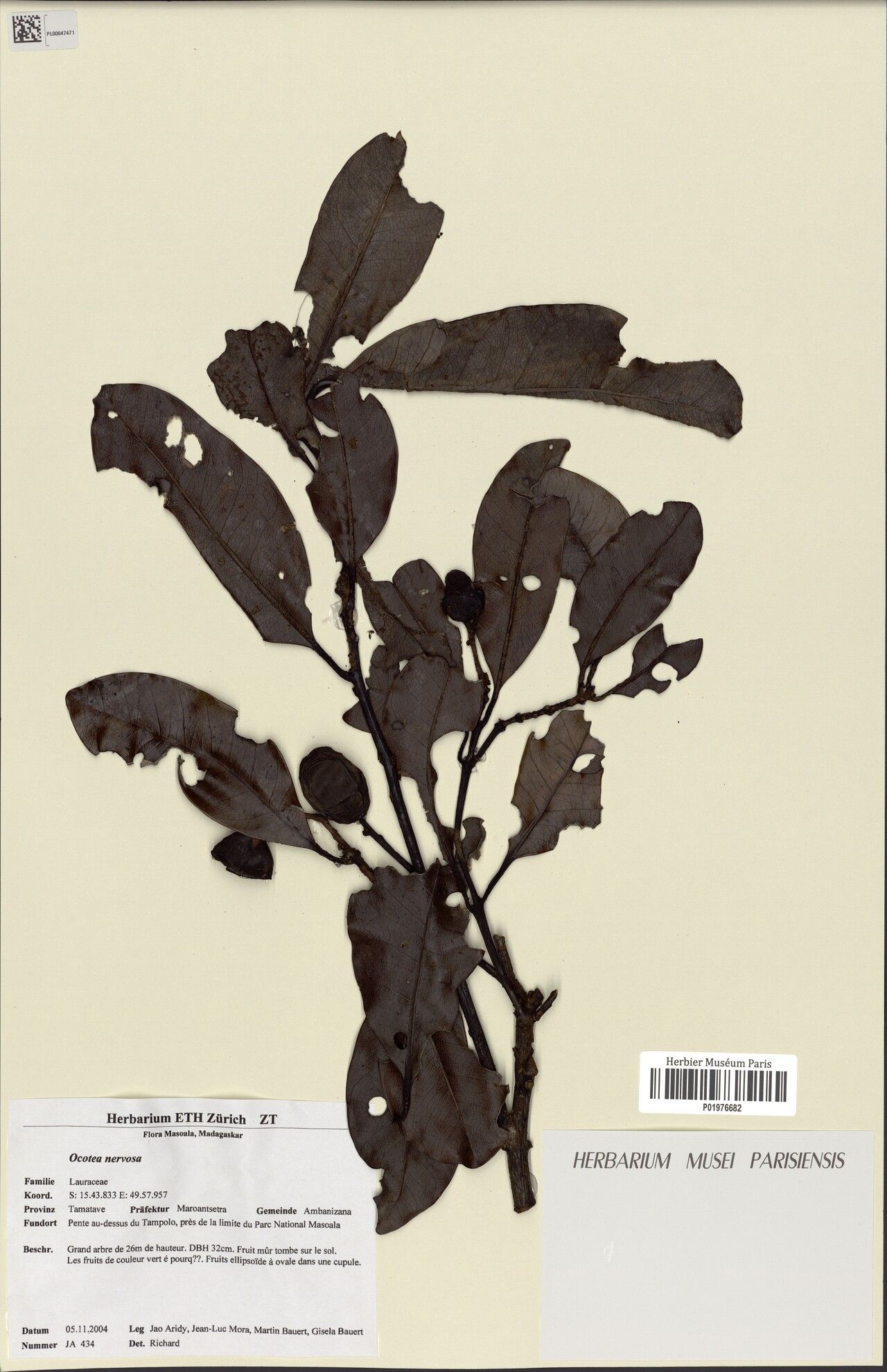 Ocotea nervosa — houseplant care guide