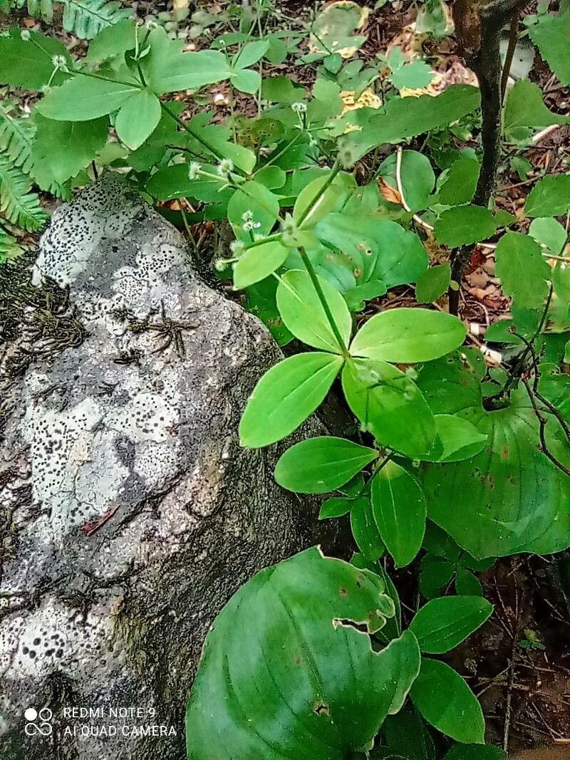 Galium kamtschaticum — houseplant care guide