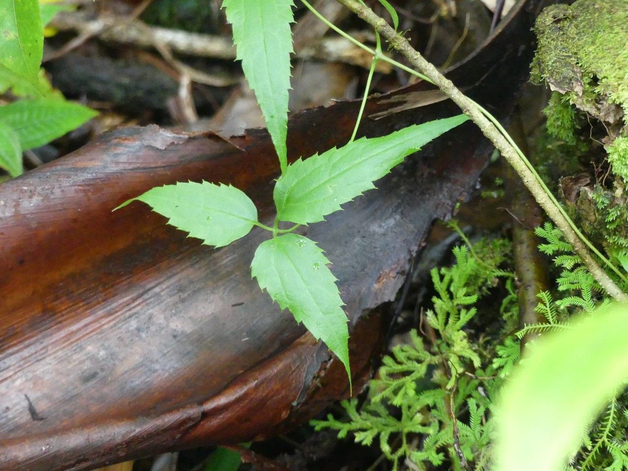 Clematis mauritiana leaf