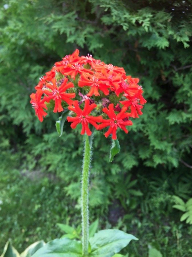 Silene chalcedonica flower