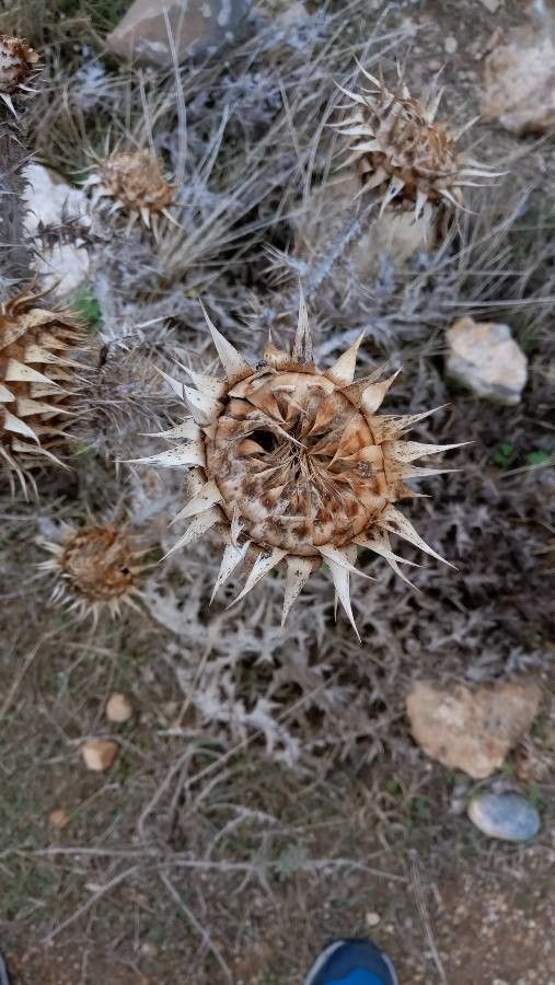 Onopordum tauricum fruit