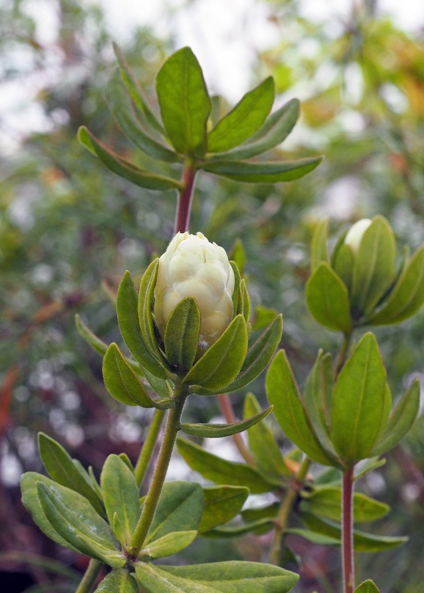 Rhododendron stapfianum — houseplant care guide