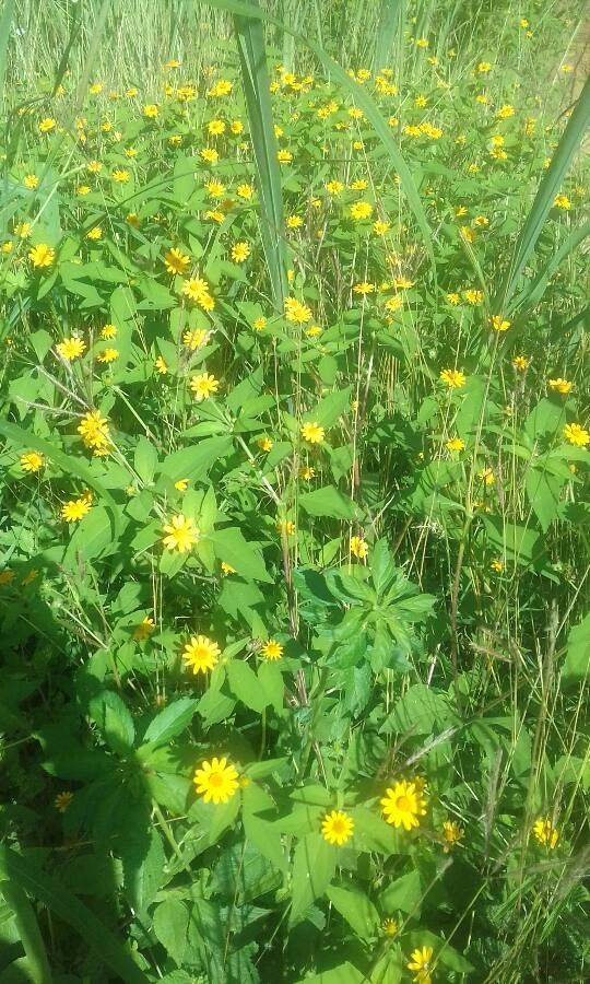 Melampodium divaricatum bark