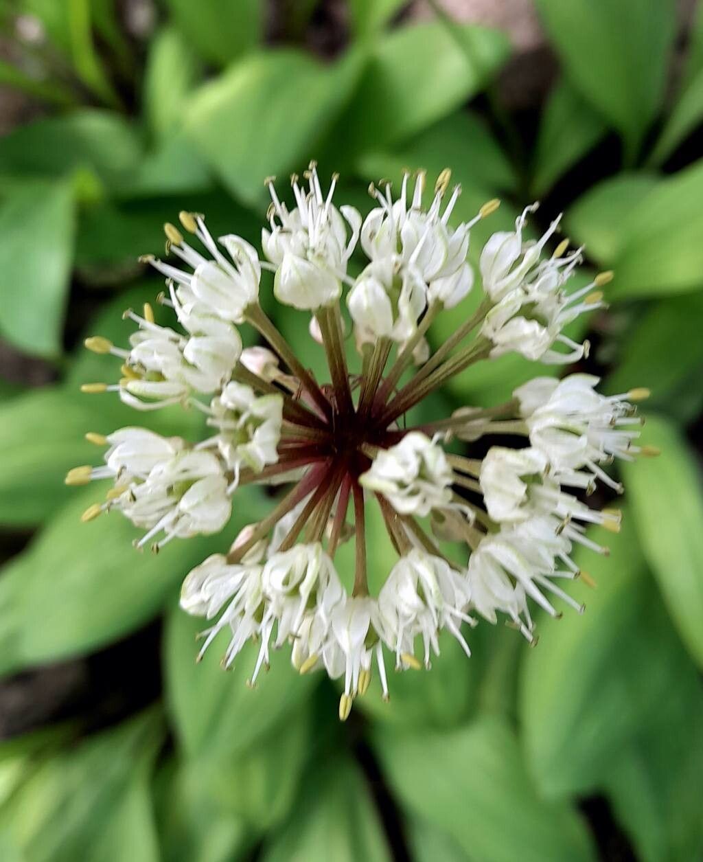 Allium ochotense flower