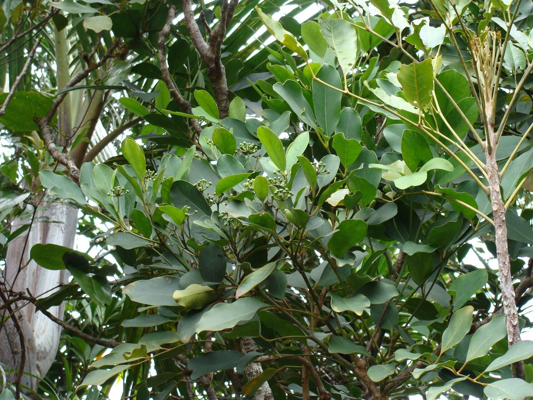 Polyscias vieillardii habit