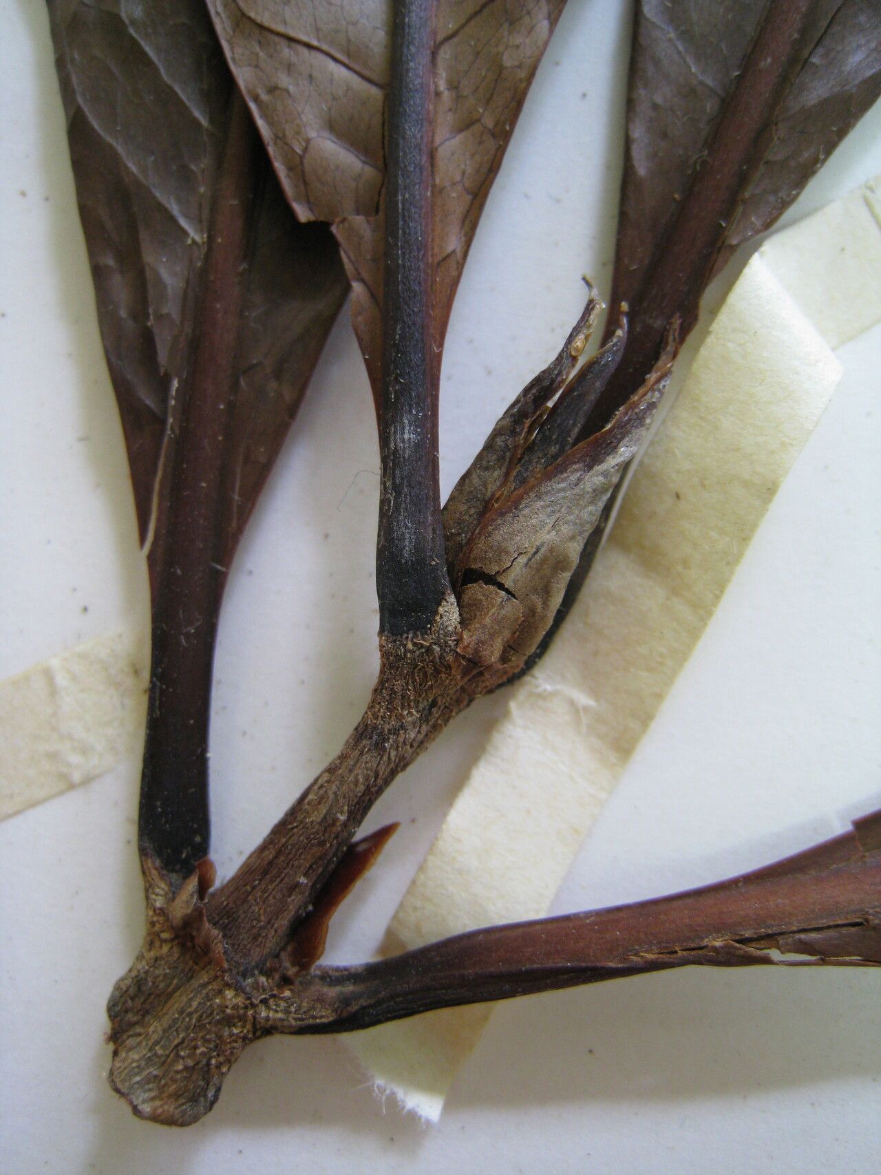 Genipa spruceana — related species from the same genus