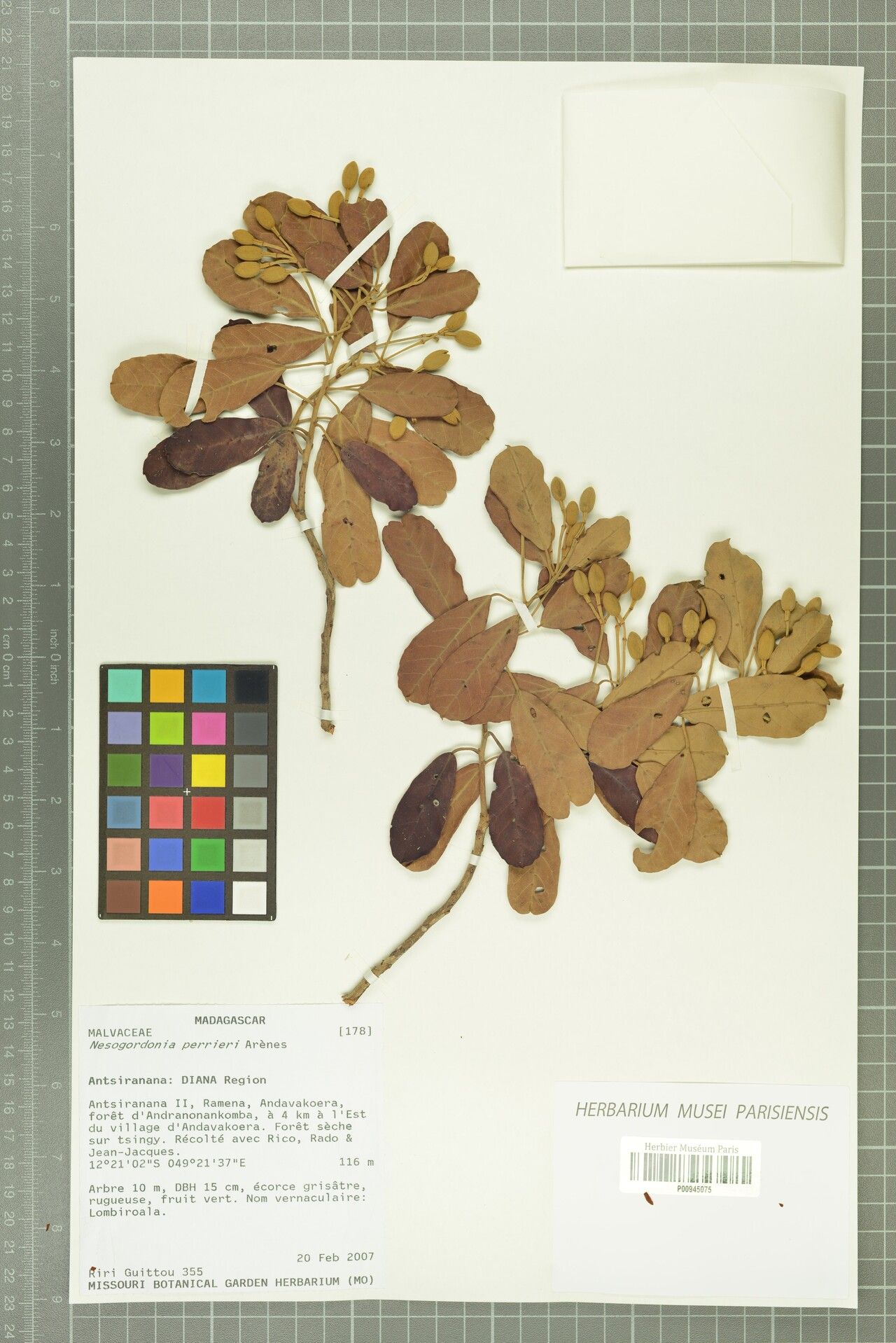 Nesogordonia perrieri — houseplant care guide