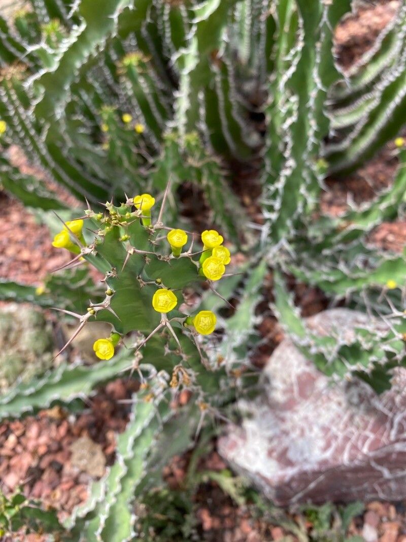 Euphorbia restricta flower