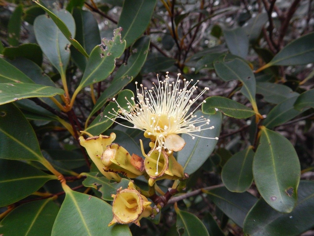 Syzygium pterocalyx flower