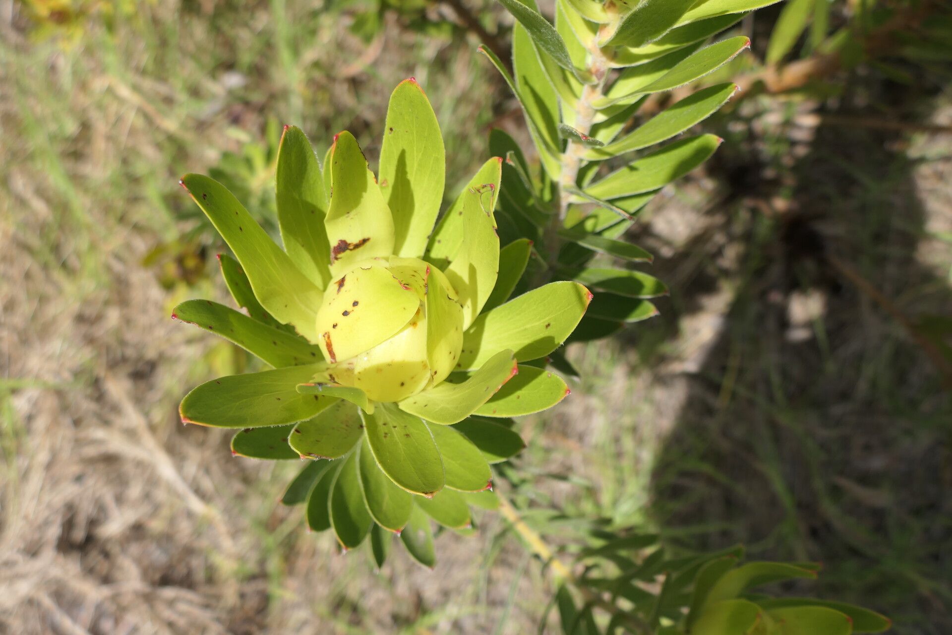 Leucadendron laureolum flower