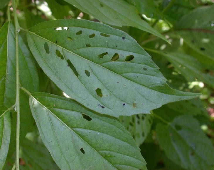 Varronia dichotoma — houseplant care guide