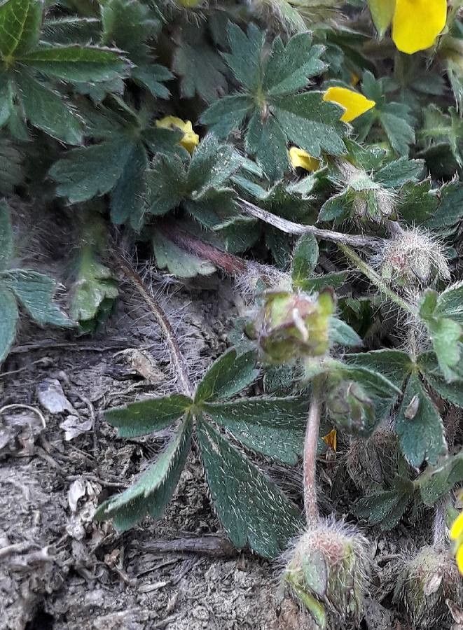 Potentilla tabernaemontani leaf