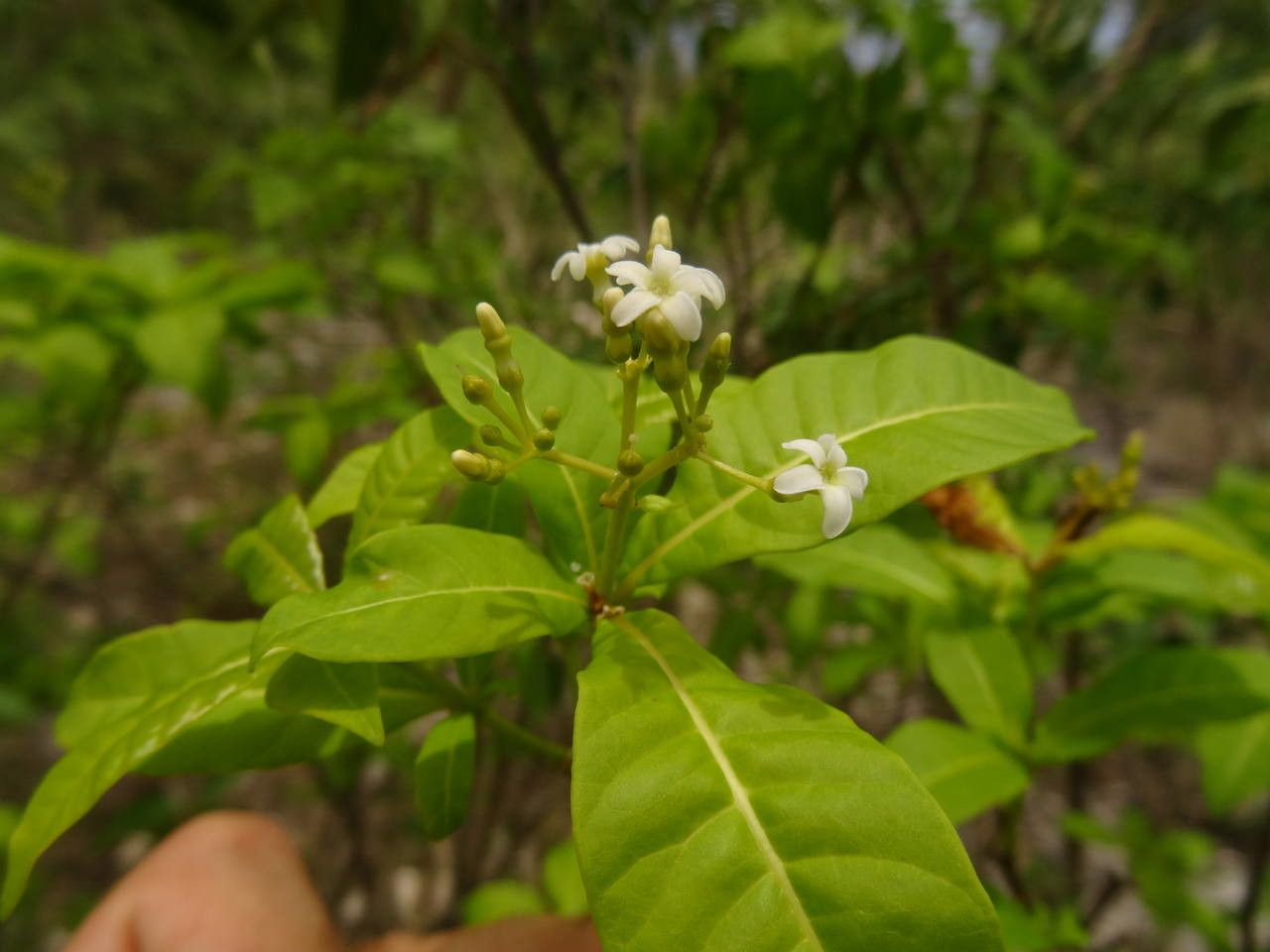 Rauvolfia viridis flower