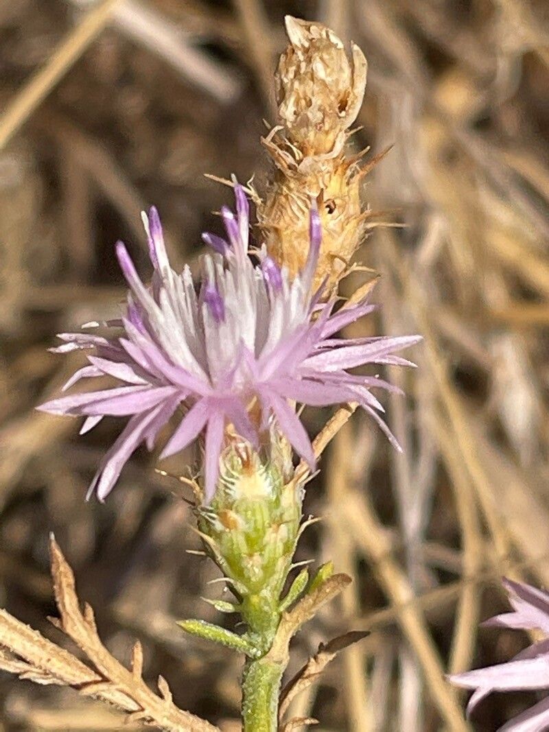 Centaurea dalmatica flower