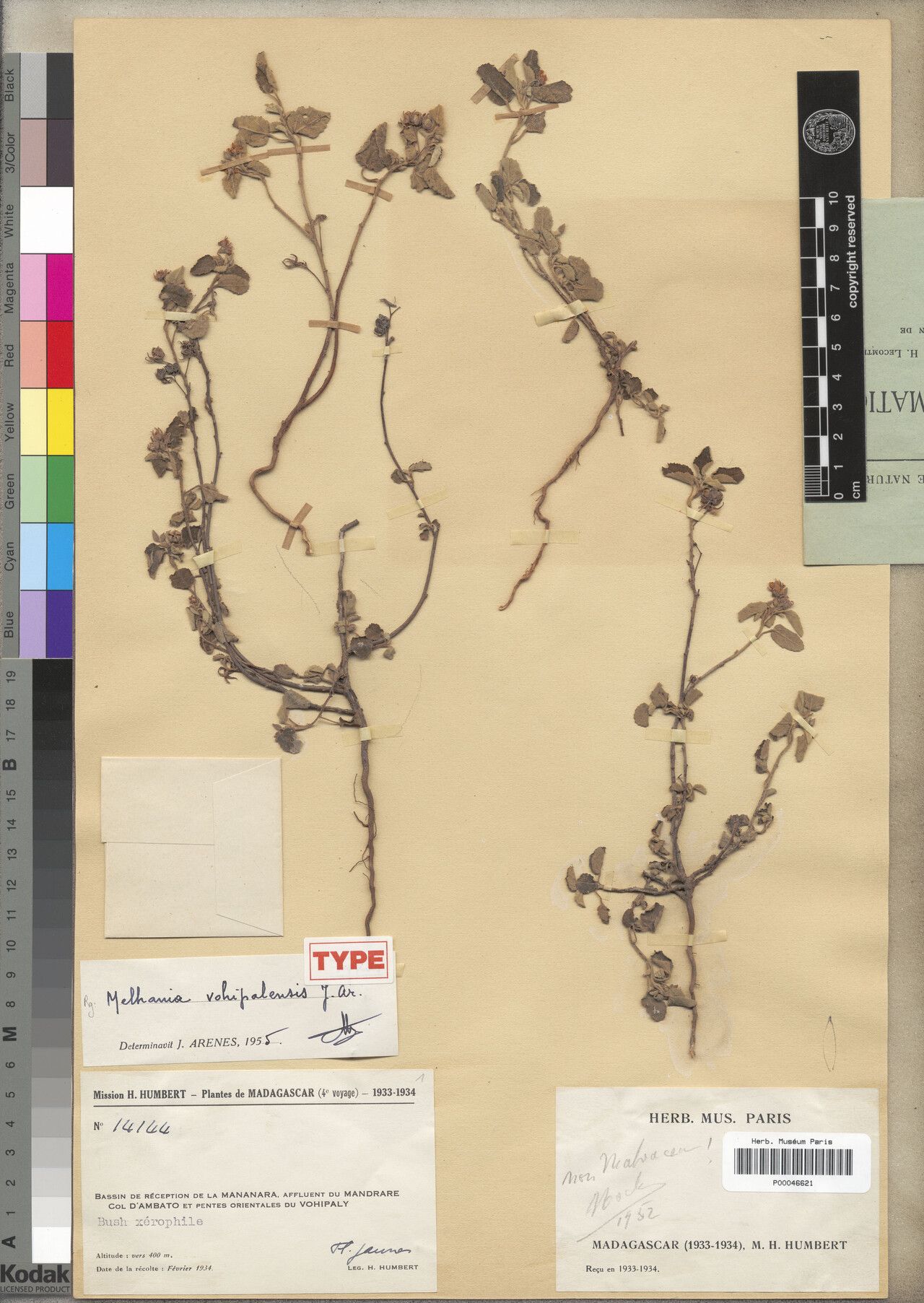 Melhania vohipalensis — houseplant care guide