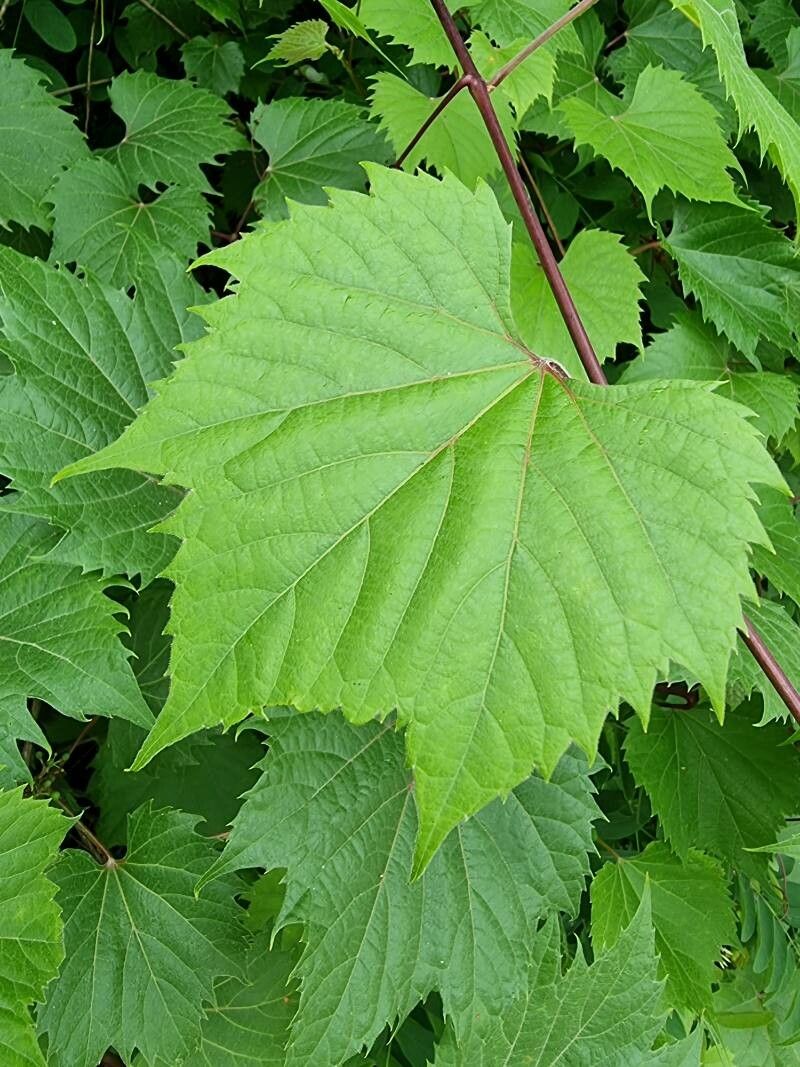 Vitis riparia x Vitis rupestris leaf