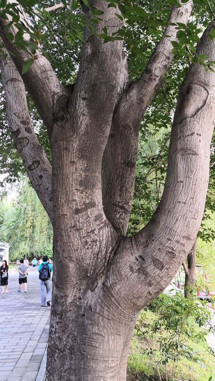 Celtis bungeana bark
