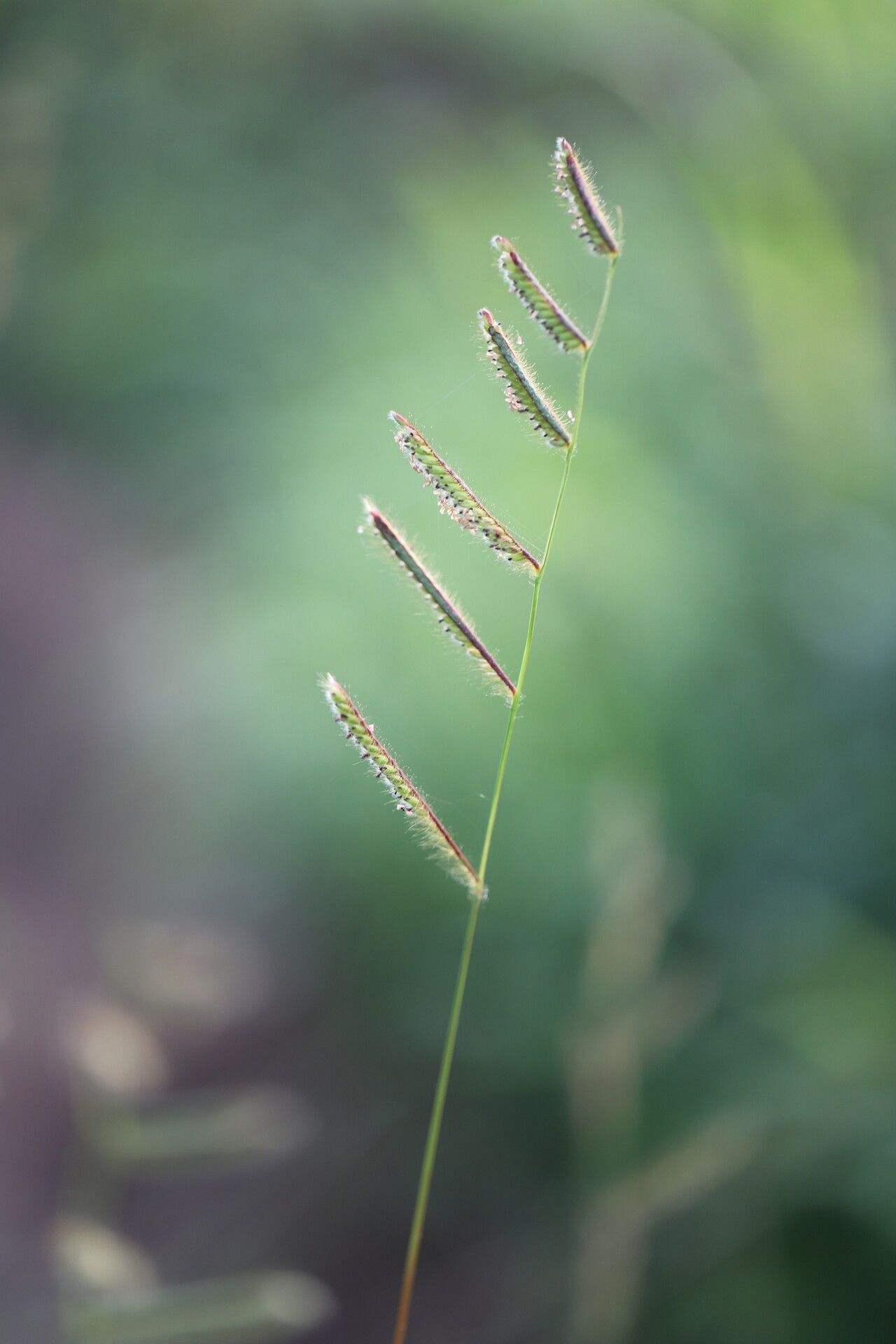Urochloa jubata flower