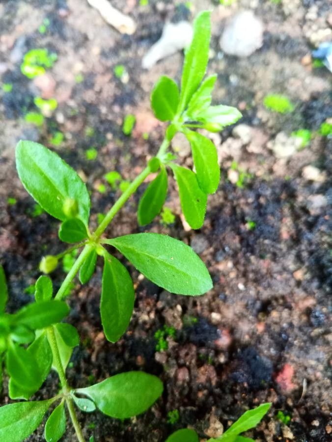 Glinus oppositifolius leaf