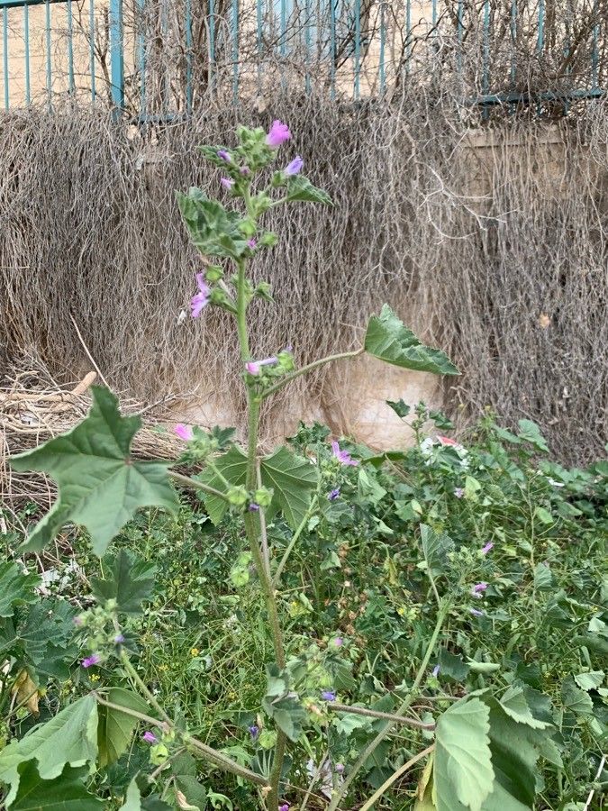 Lavatera cretica habit