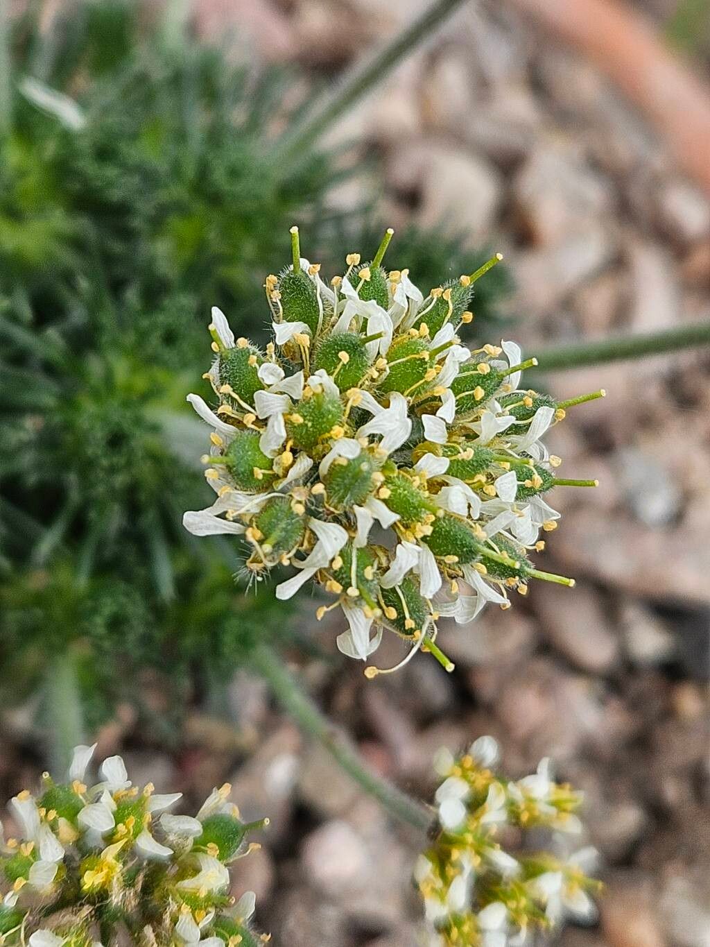 Draba sphaeroides flower