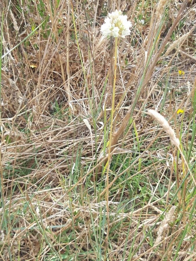 Allium pallens habit