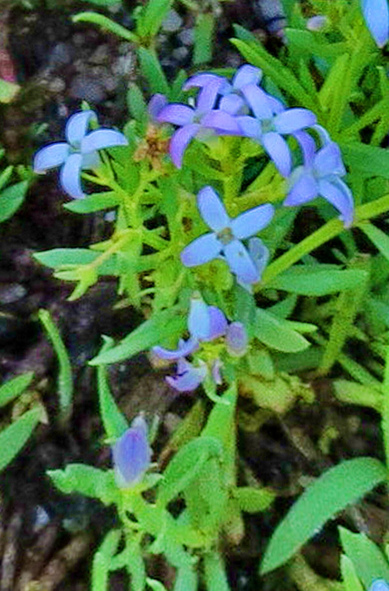 Houstonia wrightii — search result for 'Houstonia'