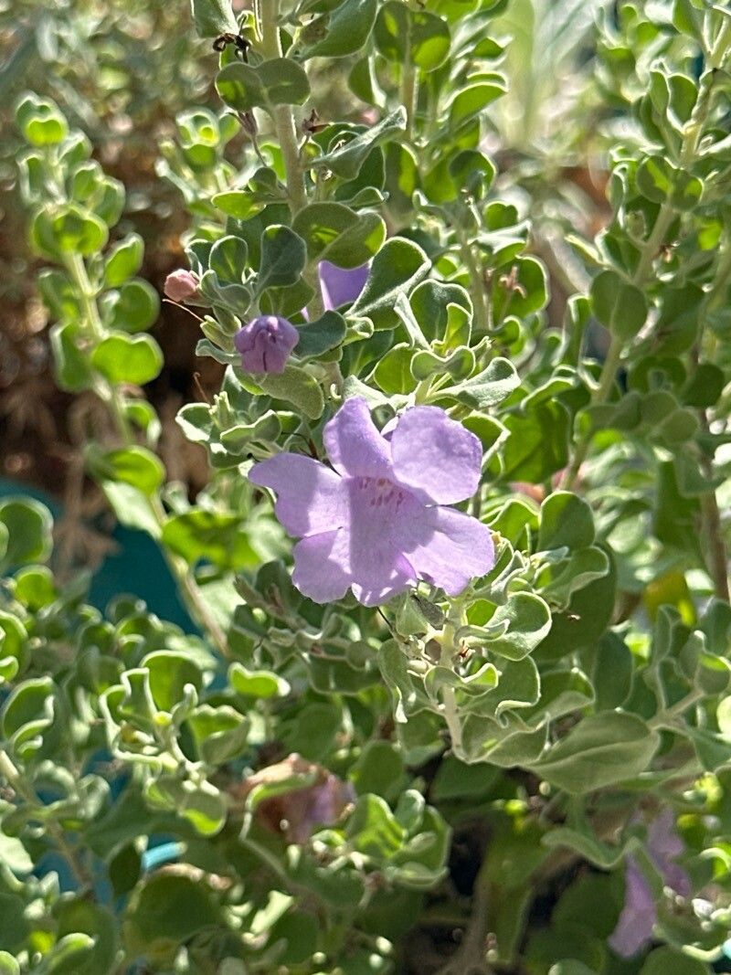 Leucophyllum langmaniae — related species from the same genus