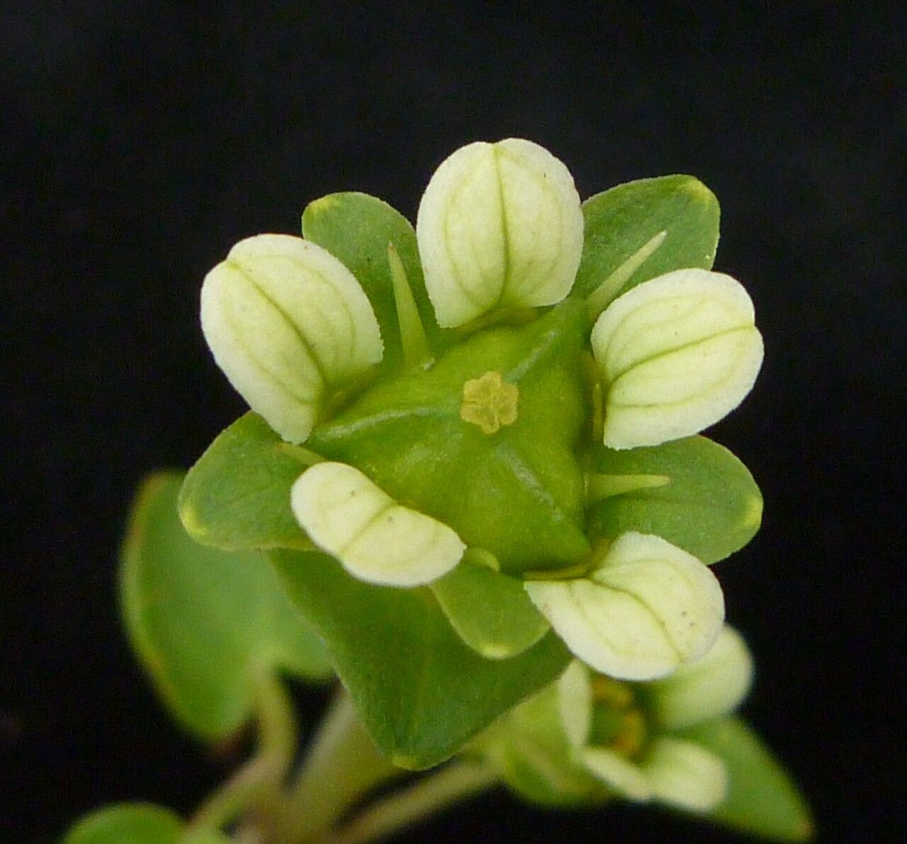 Parnassia kumaonica flower