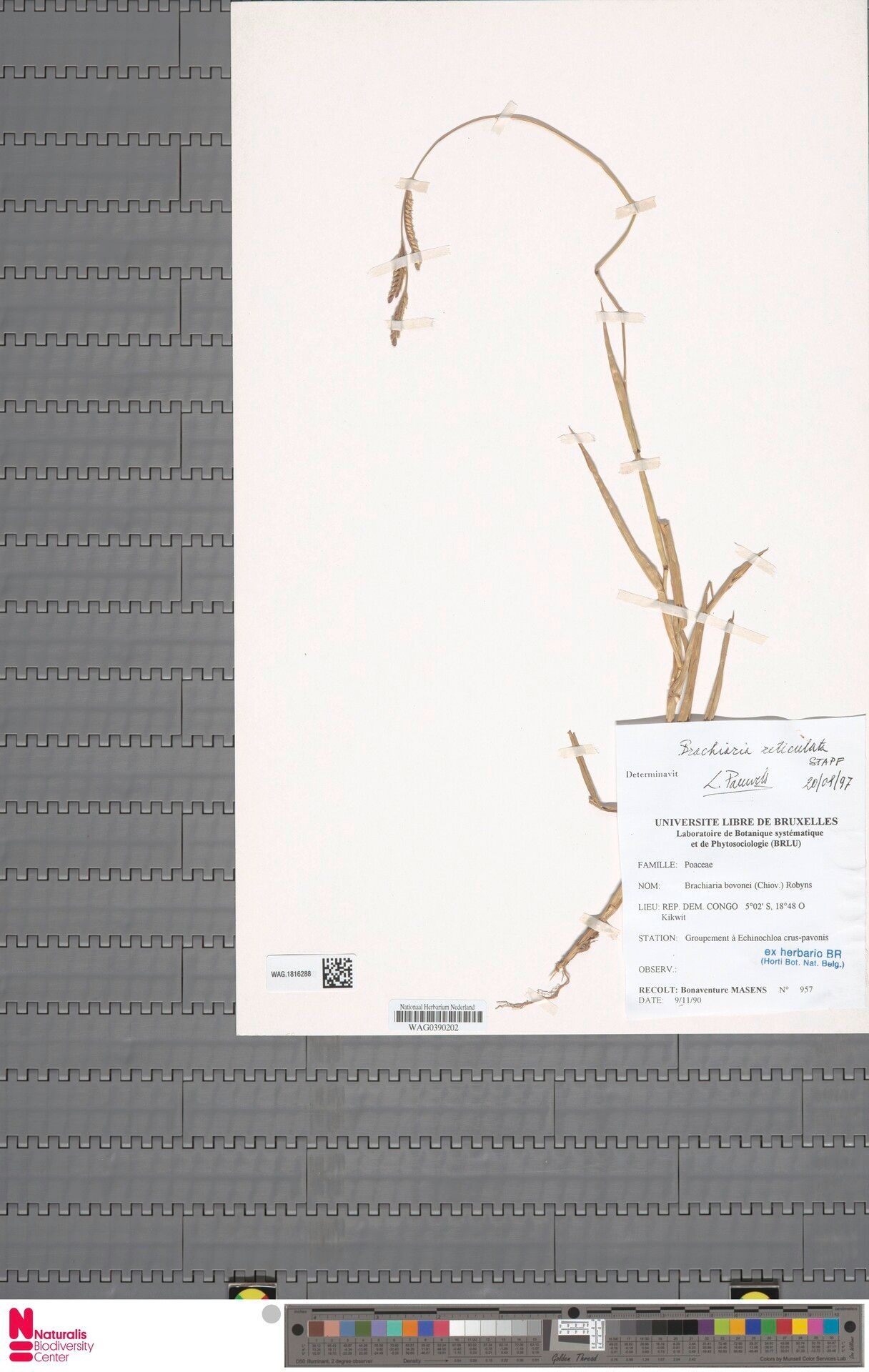 Urochloa brevispicata — related species from the same genus