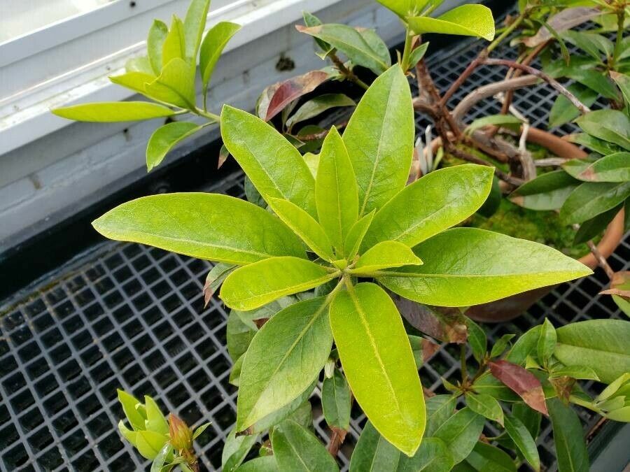 Rhododendron hellwigii — houseplant care guide