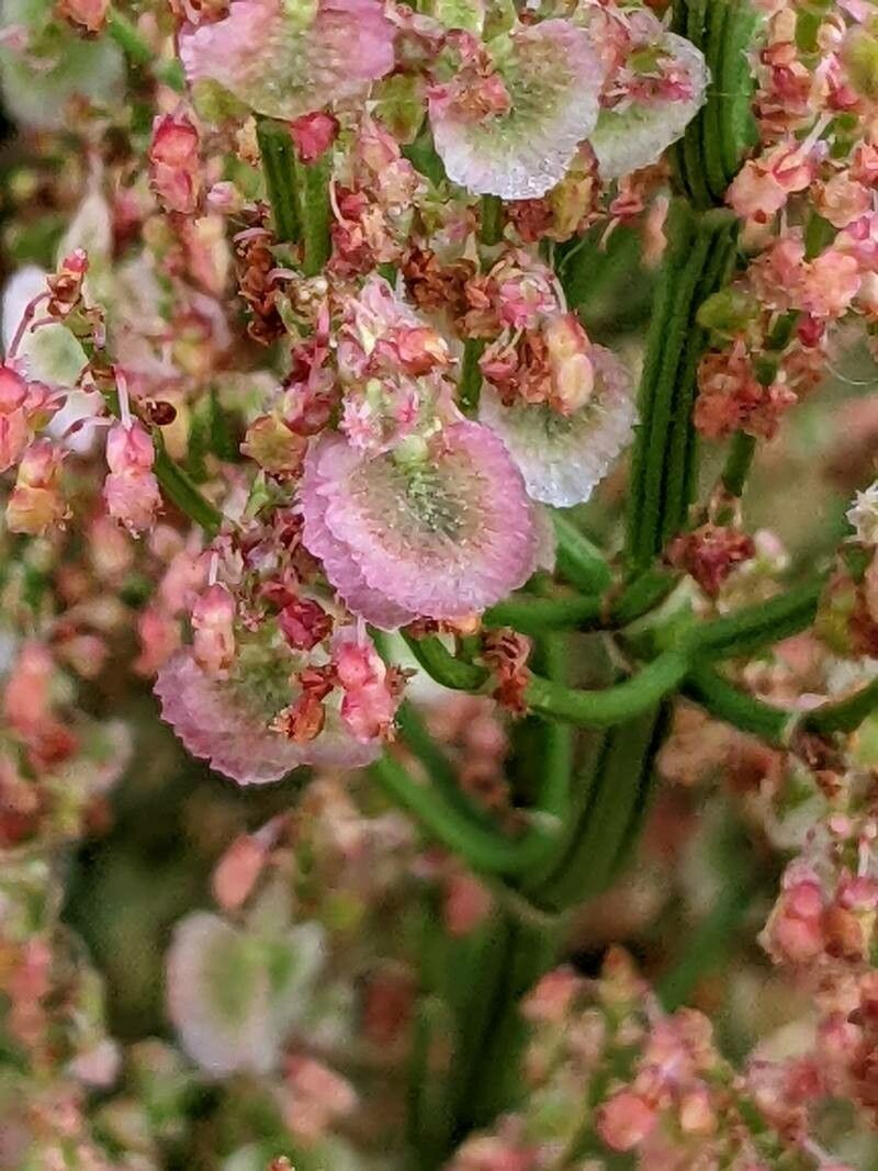 Rumex rugosus fruit