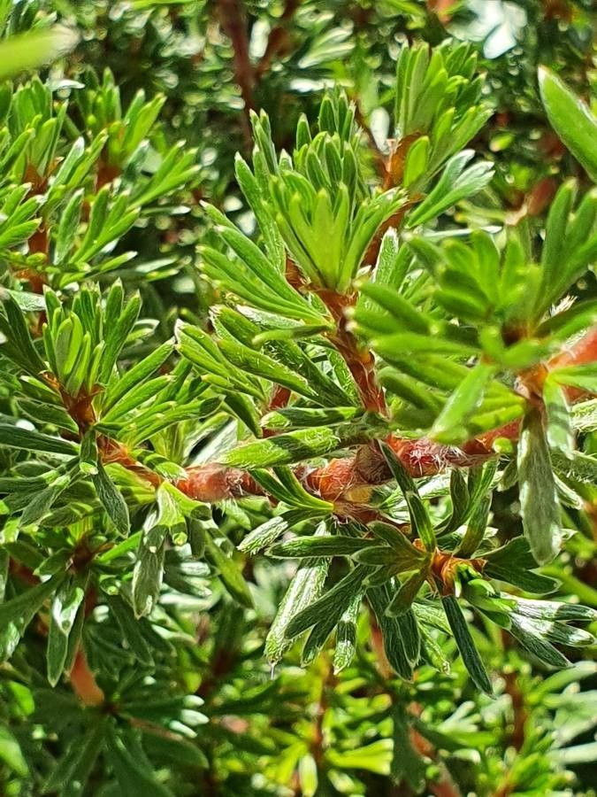 Alchemilla argyrophylla leaf